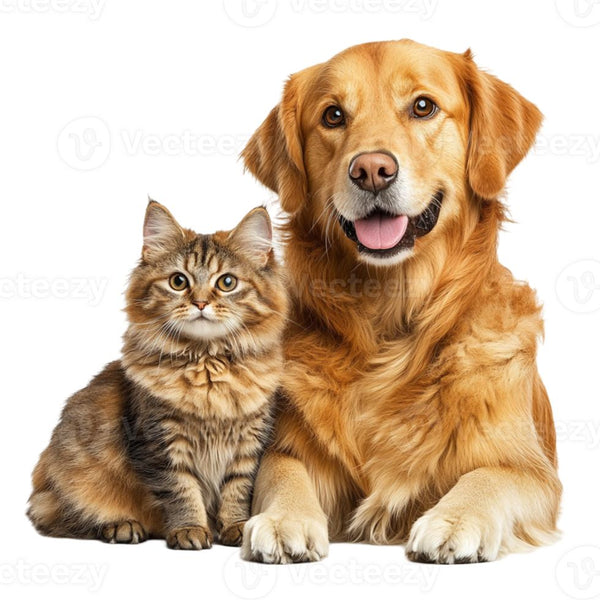 Cats and Dogs